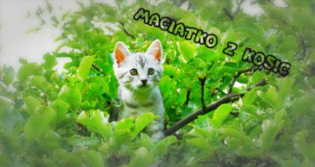 Mačiatko